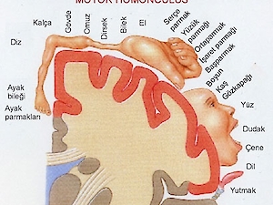 Disleksi, Diskalkuli, Disgrafi (Özel Öğrenme Güçlüğü) Programlarimiz