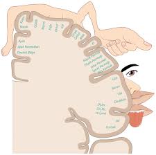 Disleksi, Diskalkuli, Disgrafi (Özel Öğrenme Güçlüğü) Programlarimiz